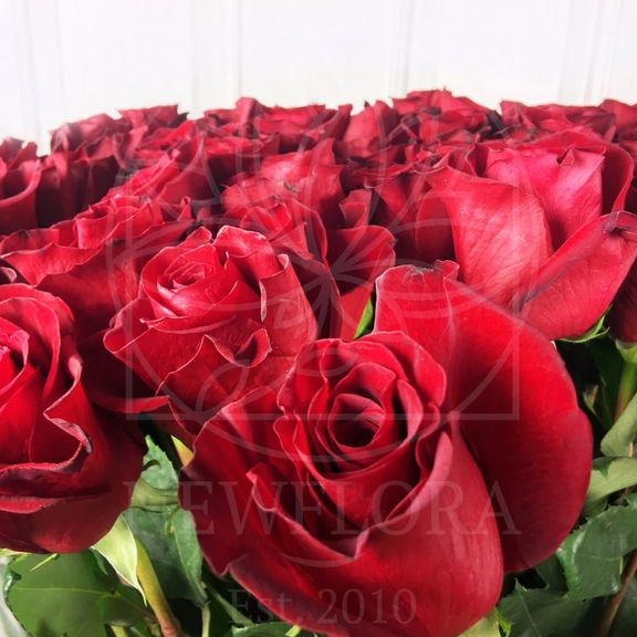 Букет 101 красная роза высотой 160см