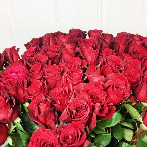 Букет 75 красных роз высотой 160см