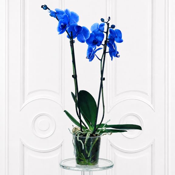 Орхидея фаленопсис (Phalaenopsis hybrid ‘Formidable’) синяя в горшке (2 ствола) 60 см
