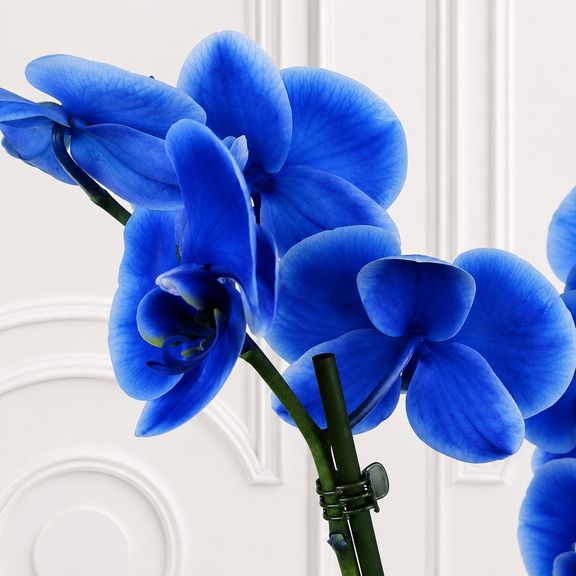 Орхидея фаленопсис (Phalaenopsis hybrid ‘Formidable’) синяя в горшке (2 ствола) 60 см