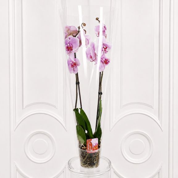 Орхидея фаленопсис (Phalaenopsis hybrid ‘Formidable’) в горшке розовая (2 ствола) 30 см