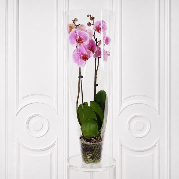 Орхидея фаленопсис (Phalaenopsis hybrid ‘Formidable’) в горшке розовая (2 ствола) 30 см