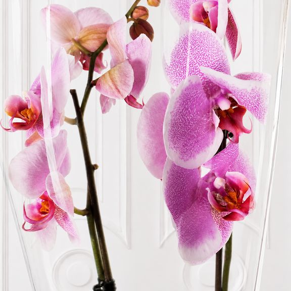 Орхидея фаленопсис (Phalaenopsis hybrid ‘Formidable’) в горшке розовая (2 ствола) 30 см