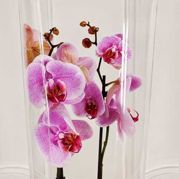 Орхидея фаленопсис (Phalaenopsis hybrid ‘Formidable’) в горшке розовая (2 ствола) 30 см
