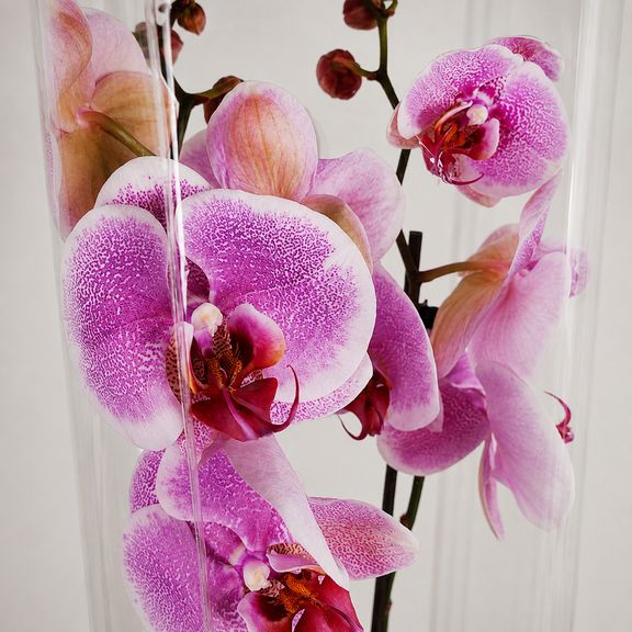 Орхидея фаленопсис (Phalaenopsis hybrid ‘Formidable’) в горшке розовая (2 ствола) 30 см