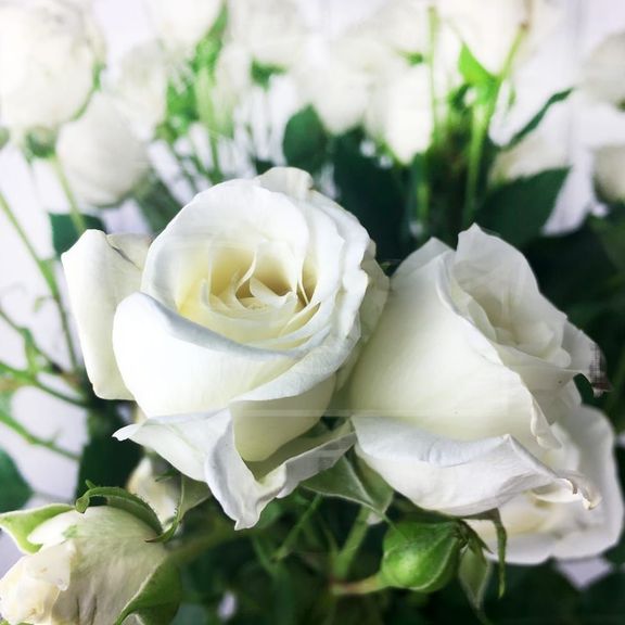 Букет 9 белых кустовых роз (60-70см)