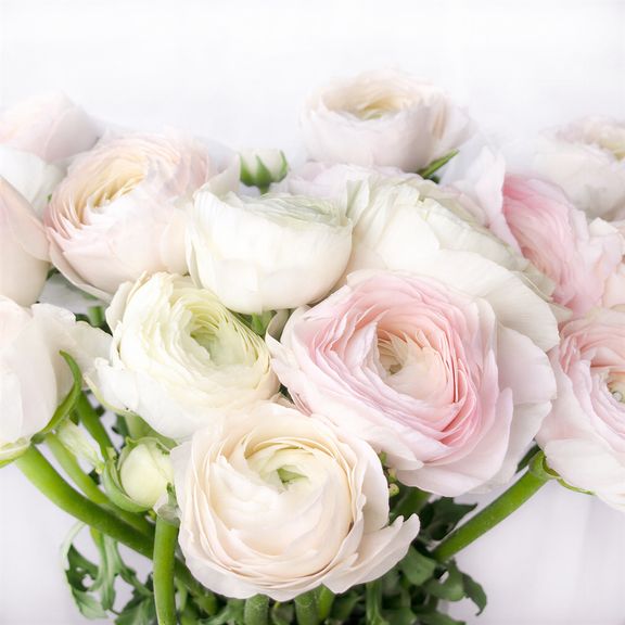 Белые ранункулюсы поштучно