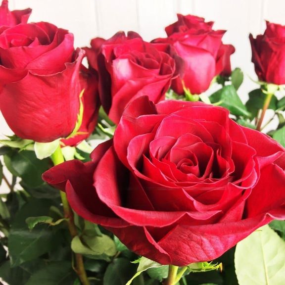 Букет 15 красных роз высотой 160см