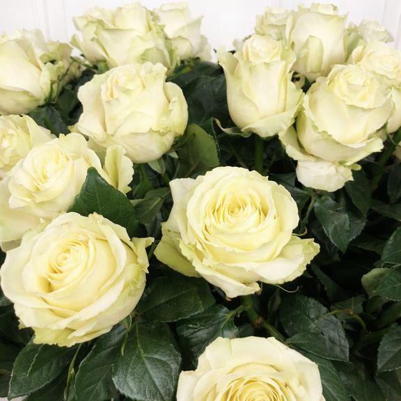 Букет 101 белая роза высотой 100см