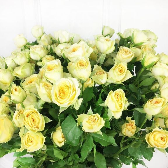Букет 19 кустовых пионовидных желтых роз