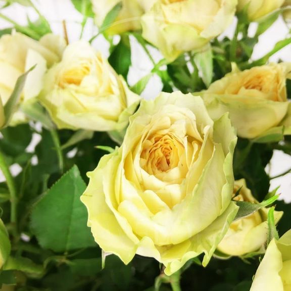 Букет 19 кустовых пионовидных желтых роз