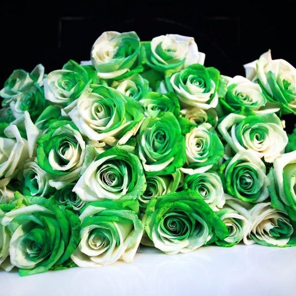 Букет 25 бело-зеленых роз (под заказ)