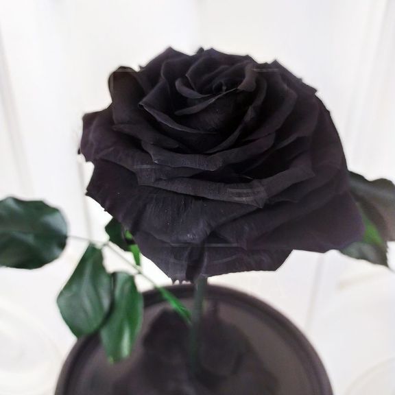 Роза черная в колбе с ароматом (Premium)