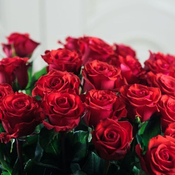 25 красных роз 60см сорт Нина (Nina)