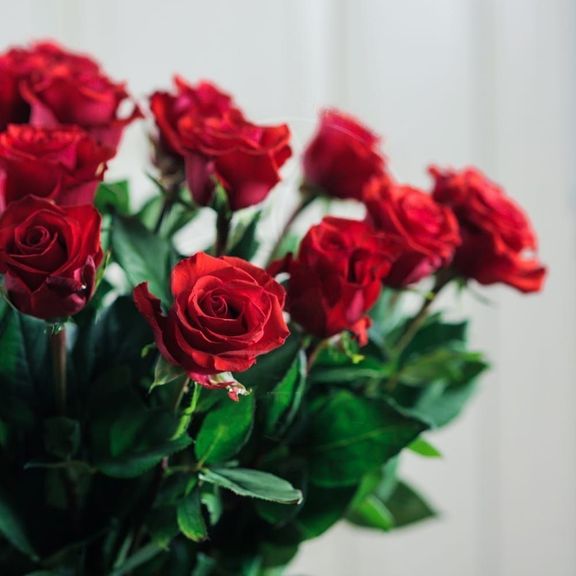 25 красных роз 60см сорт Нина (Nina)