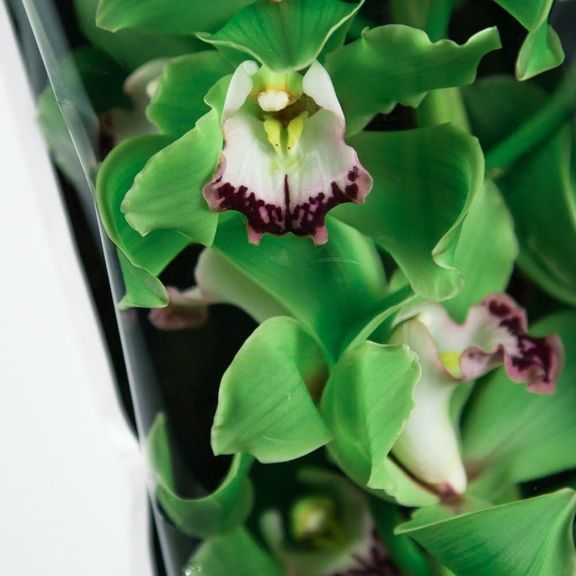 Орхидея цимбидиум зеленая (80см)