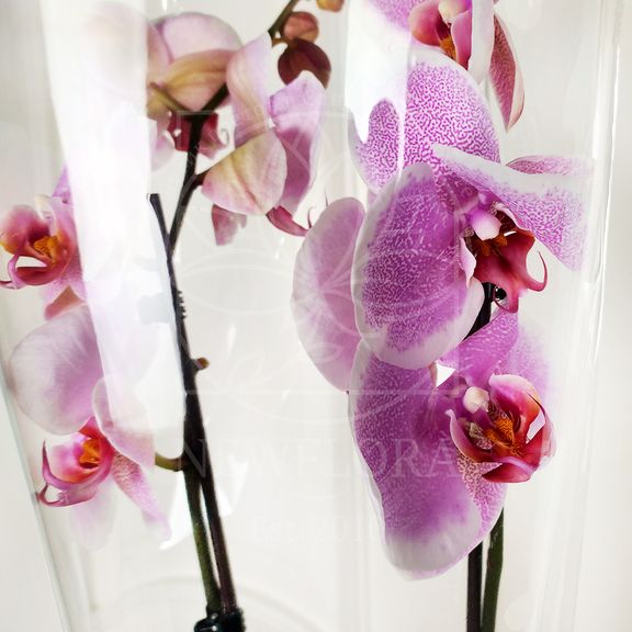Орхидея фаленопсис розовая (в горшке)