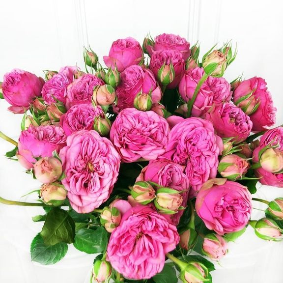 Букет 19 кустовых пионовидных розовых роз