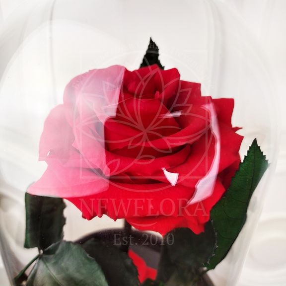 Роза красная в колбе с ароматом (Premium)