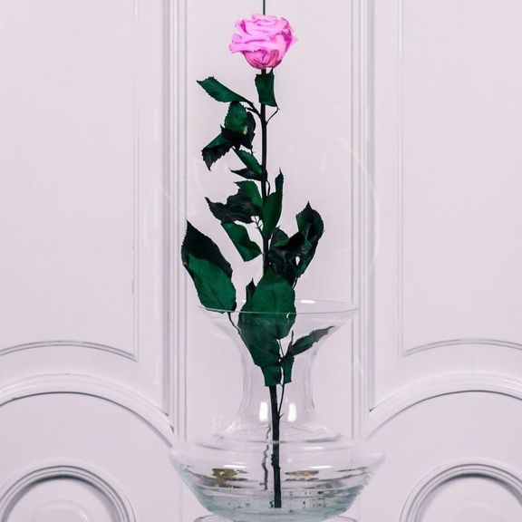 Стабилизированная розовая роза D10см (поштучно)