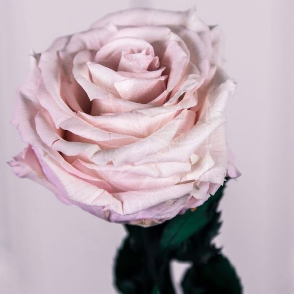 Роза стабилизированная белая D10см (поштучно)