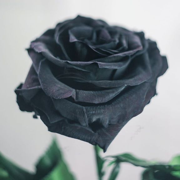 Роза черная в колбе с ароматом (Premium)
