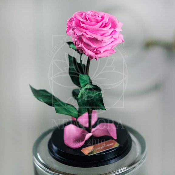 Роза розовая в колбе с ароматом (Premium)