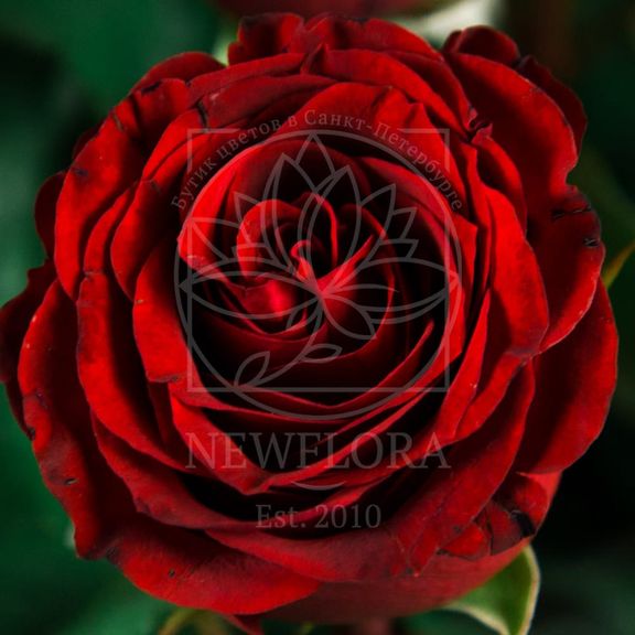 Премиум розы — лауреаты цветочных премий
