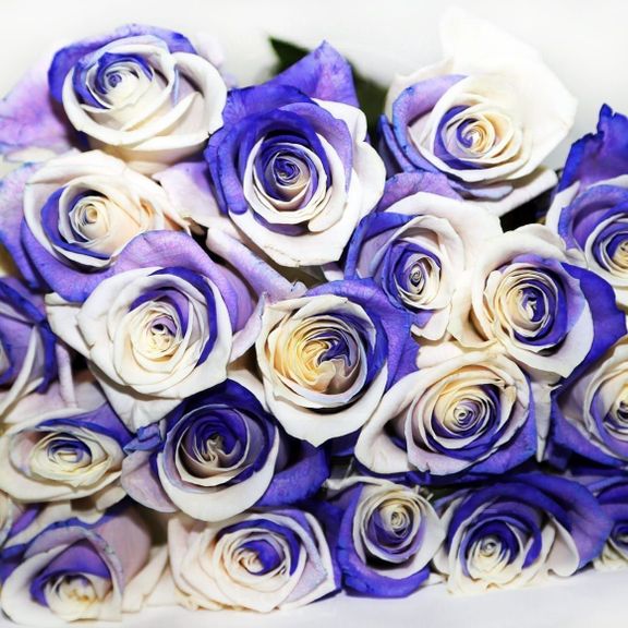 Букет 25 бело-фиолетовых роз (под заказ)
