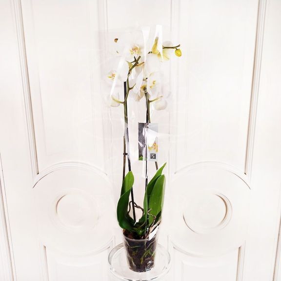 Орхидея фаленопсис белая (в горшке)