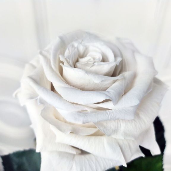 Роза стабилизированная белая D10см (поштучно)
