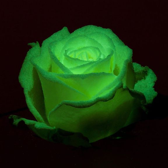 Натуральная белая роза, светящаяся в темноте