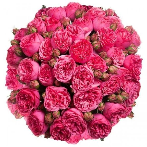 Букет 45 пионовидных розовых роз Pink Piano