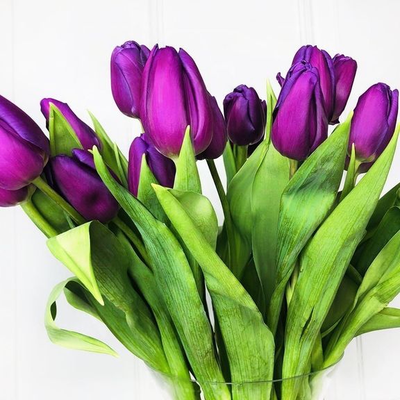 Букет 21 фиолетовый тюльпан (40-50см)