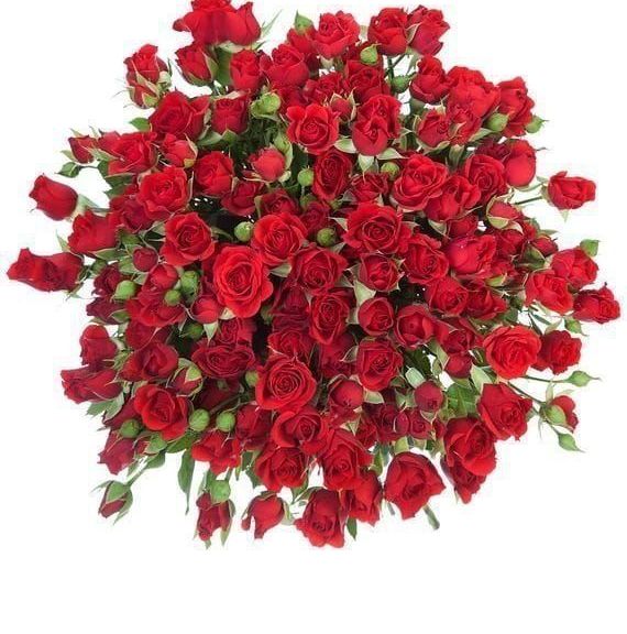 Букет 25 красных кустовых роз (60-70см)