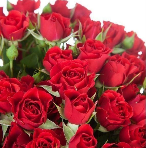 Букет 25 красных кустовых роз (60-70см)