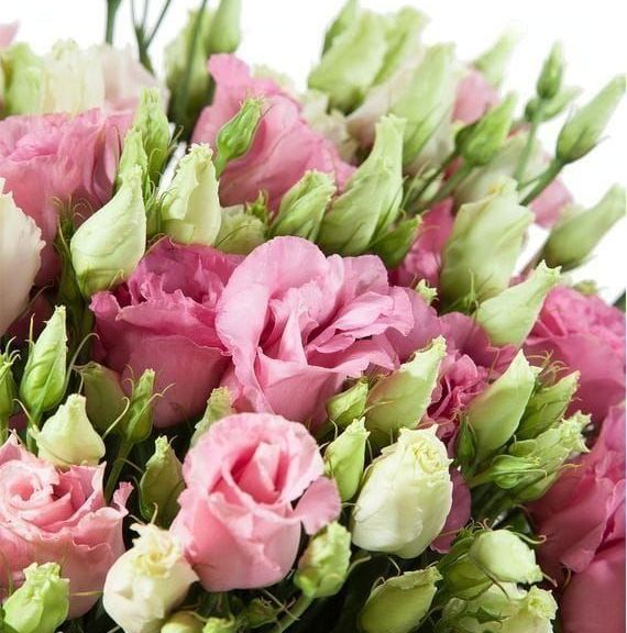 Букет 25 розовых эустом (лизиантус)