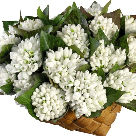 Подснежники поштучно