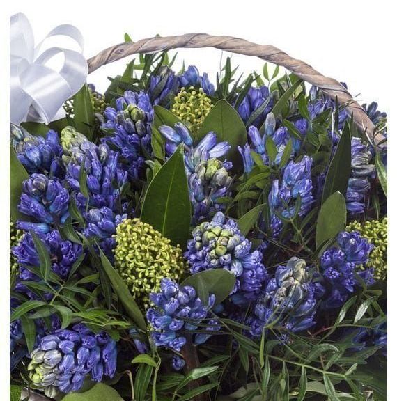 Корзина цветов 51 синий гиацинт с фисташкой и скиммия