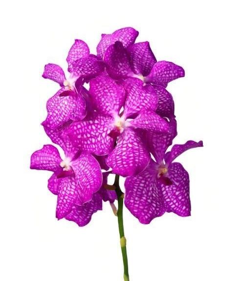 Орхидея ванда розовая (40-50см) (поштучно)