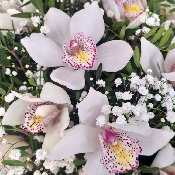 Корзина 25 белых орхидей (Premium) с зеленью