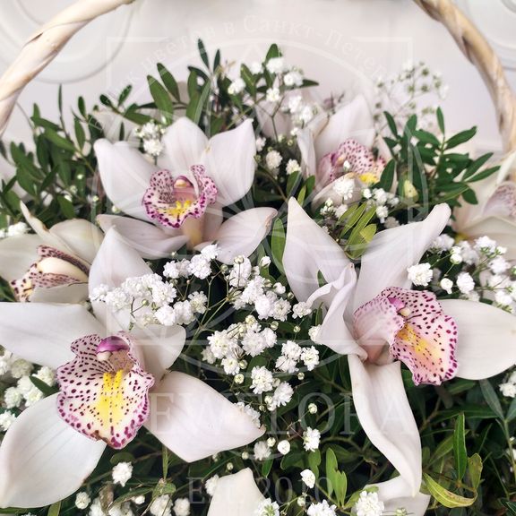 Корзина 25 белых орхидей (Premium) с зеленью