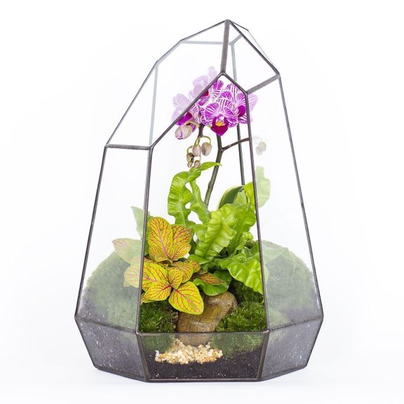 Флорариум с орхидеей, папоротником и стабилизированным мхом