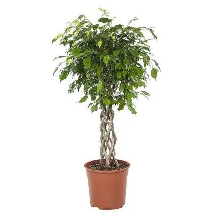 Фикус бенджамина решетка гигант высотой 140см в горшке (Ficus benjamina exotica twist)