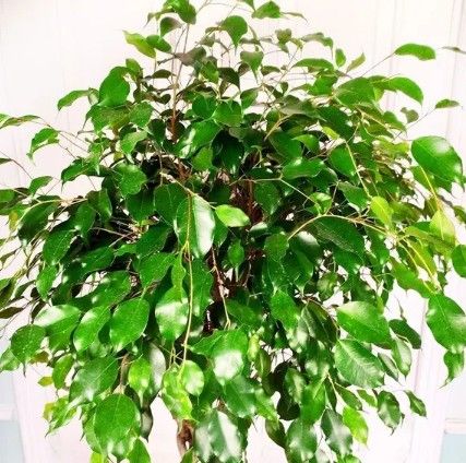 Фикус бенджамина решетка гигант высотой 140см в горшке (Ficus benjamina exotica twist)