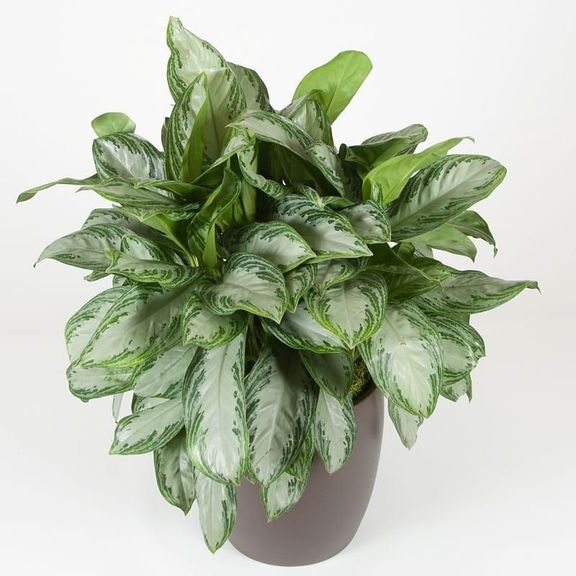 Аглаонема сильвер в горшке (Aglaonema silver bay)