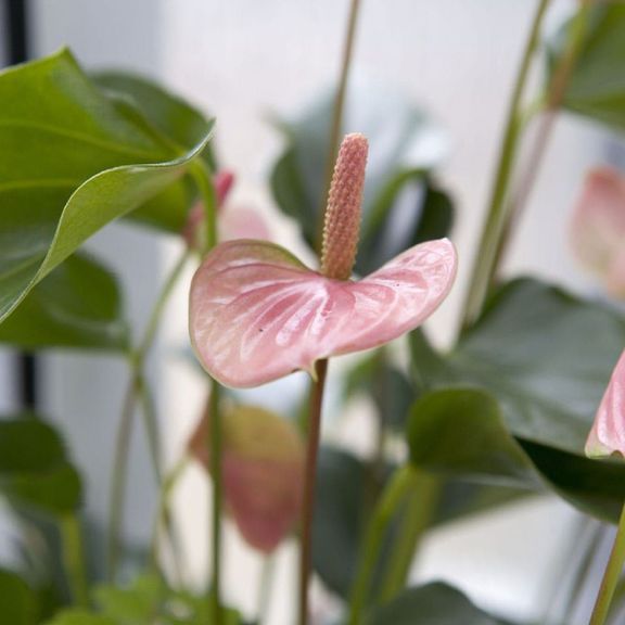 Антуриум андрианум розовый в горшке (Anthurium Andreanum Champion)