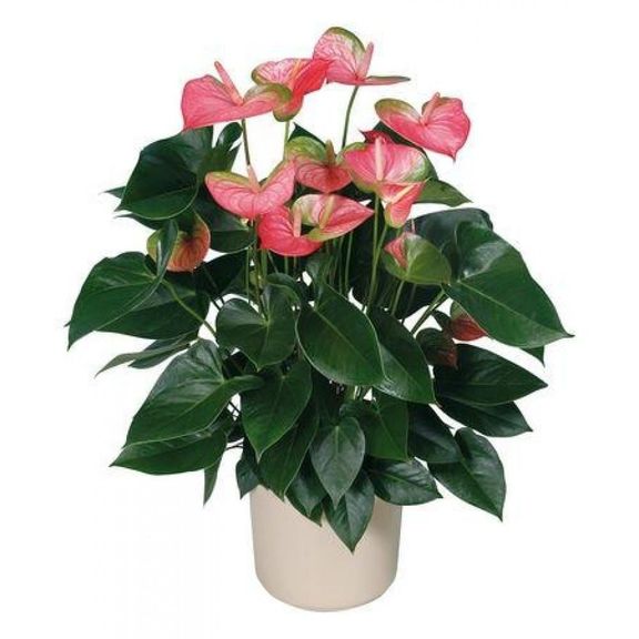 Антуриум андрианум розовый в горшке (Anthurium Andreanum Champion)