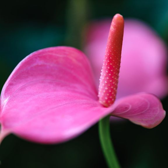 Антуриум андрианум розовый в горшке (Anthurium Andreanum Champion)