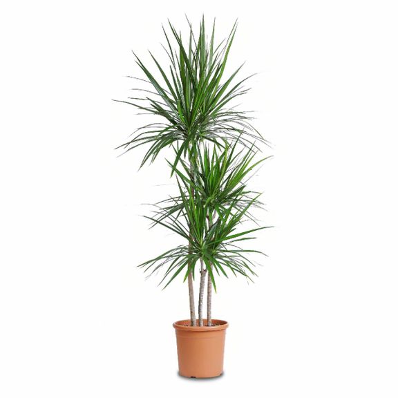 Драцена маргината 3 стебля в горшке высотой 120см (Dracaena marginata), Голландия